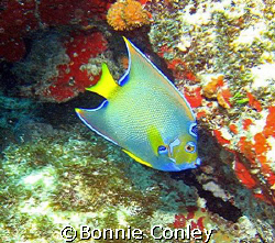 Queen Angelfish seen at Isla Mujeres.  Photo taken April ... by Bonnie Conley 